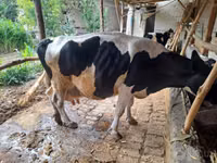 Kuh, Russian Black pied cattle — Foto 4