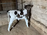 Kuh, Russian Black pied cattle — Foto 4