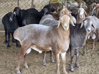 Ram, Sheep — photo 4