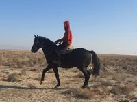 Ат, Аттар — сүрөт 1