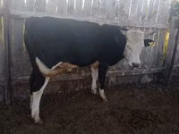Bull, Russian Black pied cattle — photo 6