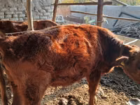 Vaca, Ganado vacuno — foto 1