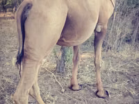 Kamel, Kamele — Foto 1
