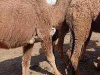 Kamele (Partie, Geschlecht nicht angegeben), Kazakh Bactrian camel — Foto 2