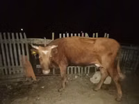 Kuh, Latvian Blue cattle — Foto 7