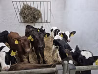Toro, Russian Black pied cattle — foto 3