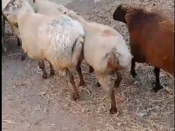 Carnero, Ovejas