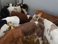ІҚМ (топ, жынысы көрсетілмеген), Simmental cattle — 1-сурет