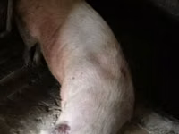 Säue, Schweine — Foto 1