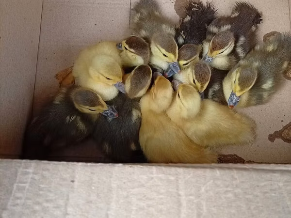 Ducks