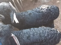 Widder, Hissar sheep — Foto 8