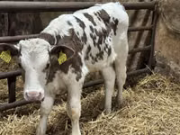 मवेशी (लॉट, लिंग निर्दिष्ट नहीं), Simmental cattle — फ़ोटो 6