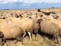 母羊, Sheep — 照片 5
