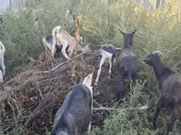 Ешкі, Alpine goat — 8-сурет