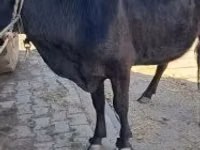 Cow, Cattle — photo 1