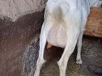 عنزة, Saanen goat — الصورة 7