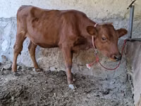 गाय, मवेशी — फ़ोटो 2