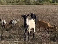 Ziegenbock, Alpine goat — Foto 2