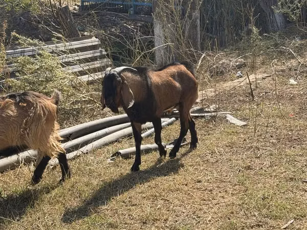 Cabra, Alpine goat