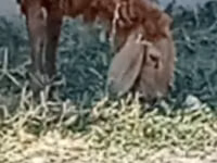 Qoʻy, Qoʻylar — 1-rasm