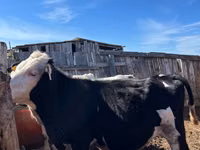 Toro, Russian Black pied cattle — foto 3