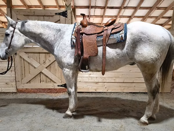 घोड़ा, Quarter Horse