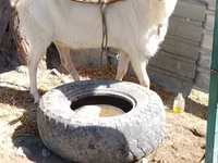 تيس, Saanen goat — الصورة 2