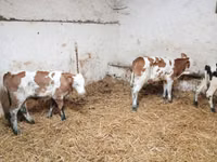 Bovinos (lote, sexo no especificado), Simmental cattle — foto 2