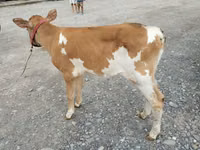 Kuh, Rote hornlose Kuh — Foto 2