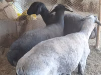 Ram, Sheep — photo 4
