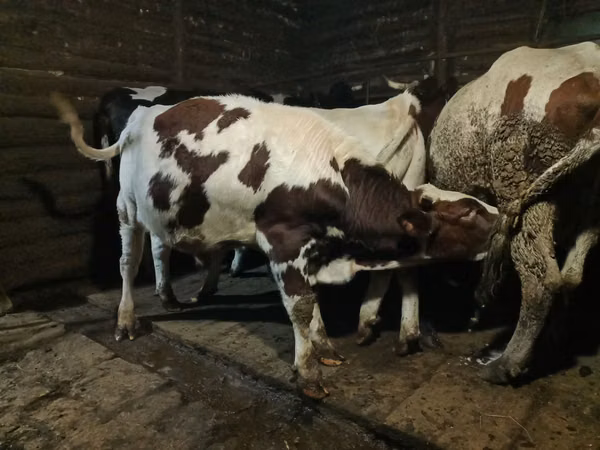 Bulle, Simmental cattle