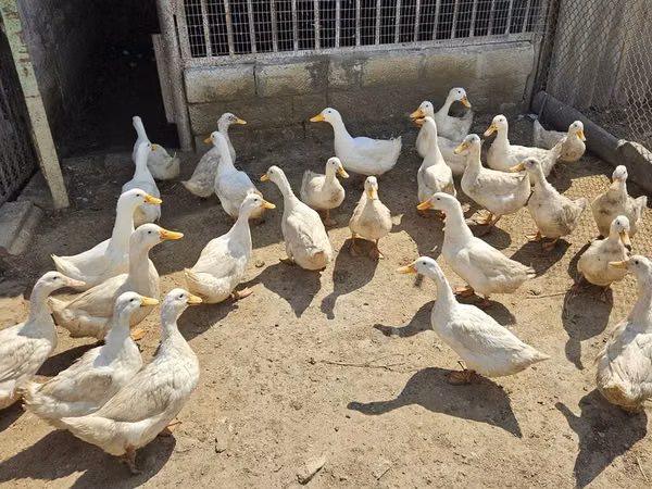 Ducks