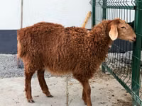 Schaf, Hissar sheep — Foto 2