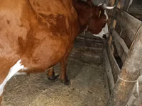 母牛, Simmental cattle — 照片 2