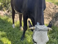 Cow, Cattle — photo 8
