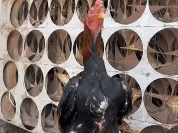 Chickens — Kirgisistan