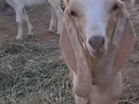 Ziegen (Partie, Geschlecht nicht angegeben), Nubian Goat — Foto 3