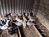 Ducks — फ़ोटो 2
