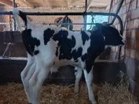 公牛, Holstein breed — 照片 5