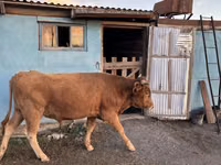 Toro, Ganado vacuno — foto 3