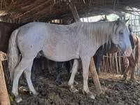 Horse (M), Kazakh horse — photo 8