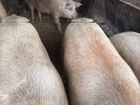 Schweine (Partie, Geschlecht nicht angegeben) — Foto 8