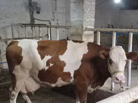 सांड, Simmental cattle — फ़ोटो 5