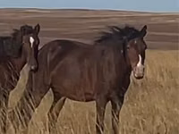 فرس, Kazakh horse — الصورة 2