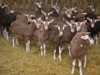 母山羊, Toggenburg goat — 照片 3