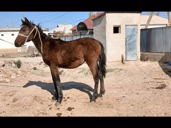 Yegua, Kazakh horse