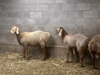 Schaf, Arashan sheep — Foto 3