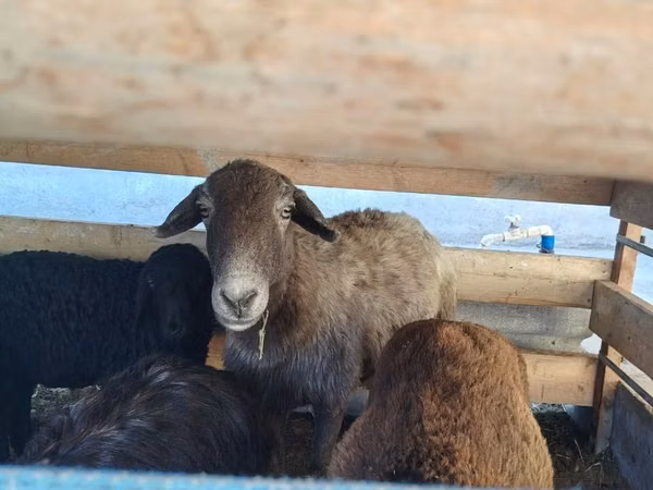 Schaf, Arabi sheep