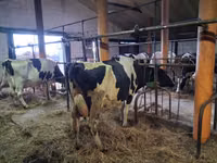 Vaca, Raza Holstein — foto 4