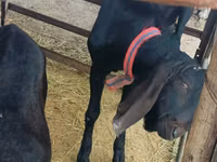 Ziegenbock, Kamori goats — Foto 1